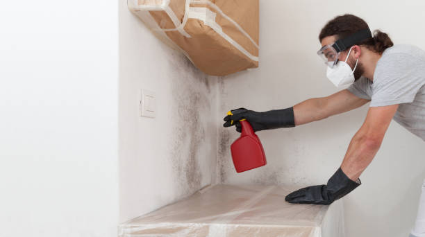 Professional Black Mold Removal technician working in Madera, PA
