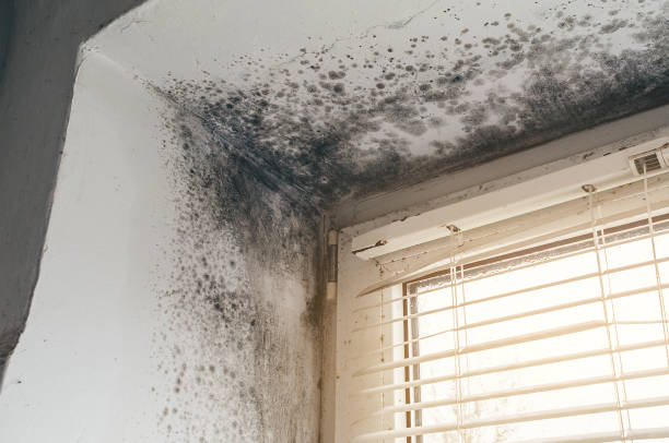 Affordable Mold Cleanup solutions in Madera, PA