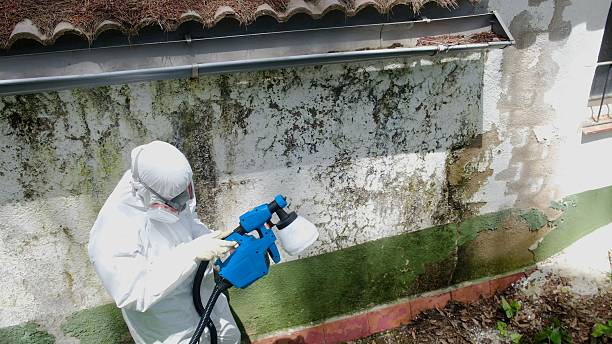 Trusted Black Mold Removal service in Madera, PA - Cheap Mold Removal
